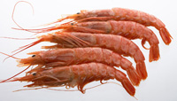 scampi