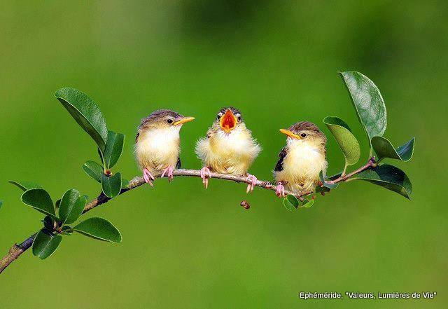 3 птицы. Три птички. Экзотические птицы. Три пташки. Животные и птицы.