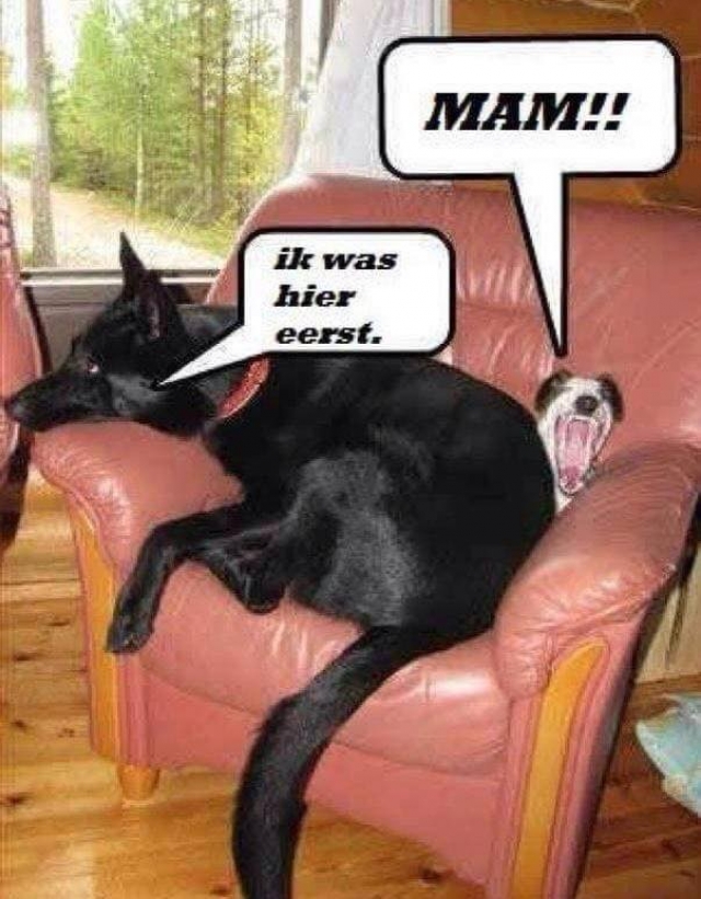 Щенок в доме. The dog likes to play with me. Теннисный мяч для собак. Фрисби для собак. Бордер колли дрессировка.