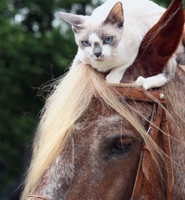 Кошка лошадка. Лошадки и кошки. Котик и лошадь. Лошадь и кошка. Кот на коне.