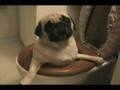 Hond gevallen... in het toilet