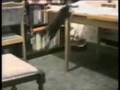 Leuke kattenvideo