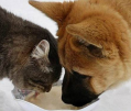 Kat en hond zijn vriend