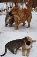 Kat en hond zijn vriendjes