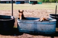Paard neemt een bad