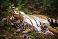 Baby tijgers