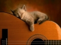 Mijn baasje kan echt niet muziek spelen, ik val altijd maar in slaap!