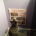 Ik heb mijn kat iets gegeven om te lezen tijdens het doen van haar behoefte