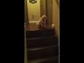 Mama leert puppy van trap te gaan