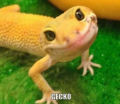 Een fotogenieke gekko