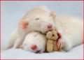 Schattige ratjes