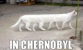 Intussen in Chernobyl...