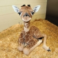 Baby giraf