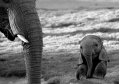 Baby olifant