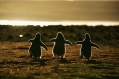 Dansen!! Pinguins