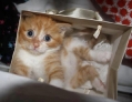 kat in een zak