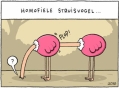 struisvogels