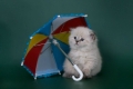parasol of paraplu