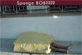 sponge Bob?