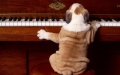 pianohond