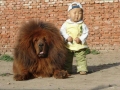 zo grote hond!