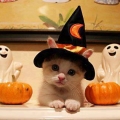 halloweenkat