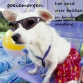 goede morgen!