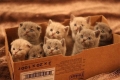 cat in the box...