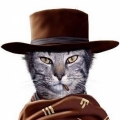 zorro cat