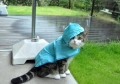 nog nooit een kat met regenmantel gezien?