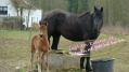 paarden trots
