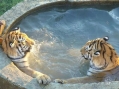 in de Jacuzzi