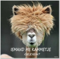 iemand mijne kam gezien????