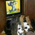 katten TV
