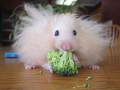 ik hou van Broccoli