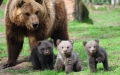 de familie beer....