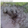 waar is de hond?