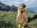 ik ga u vandaag vertellen over het leven van de bergmarmot!