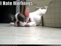 ik hou niet van de ochtend!!!