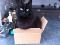 kat 'in the box'