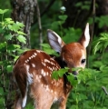 bambi