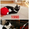 kat door de eeuwen heen