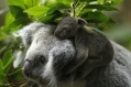 gedragen door mama koala...