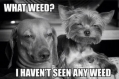 weed? welke weed?