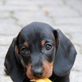 lieve puppy