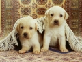 lieve puppy's