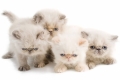 grumpy young cats