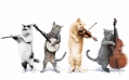 cat orchestra!