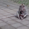 Babymonkey just born Monkeyforest Bali