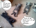 slimme kittens..